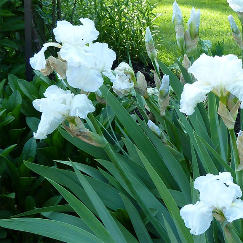 Iris germanica Immortality (Floración)