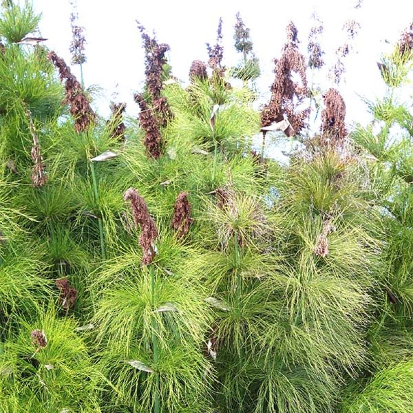 Elegia capensis (Floración)