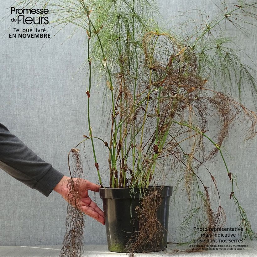 Ejemplar de Elegia capensis Maceta 7,5L/10L entregado en otoño