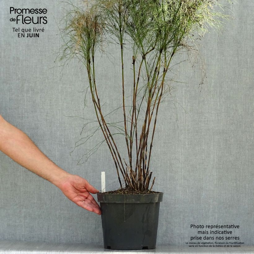 Ejemplar de Elegia capensis Maceta 7,5L/10L entregado en verano