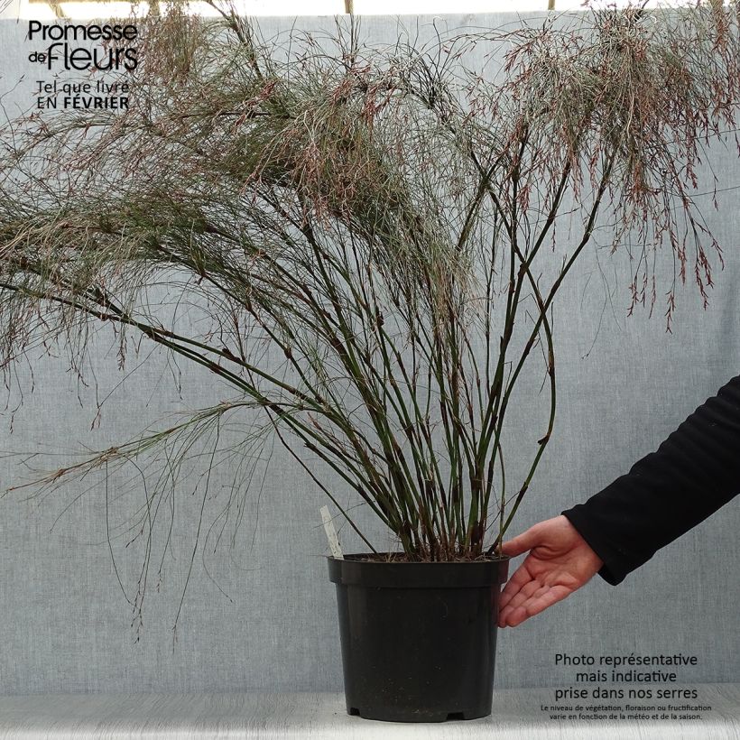 Elegia capensis Maceta 7,5L/10L Ejemplar entregado en invierno