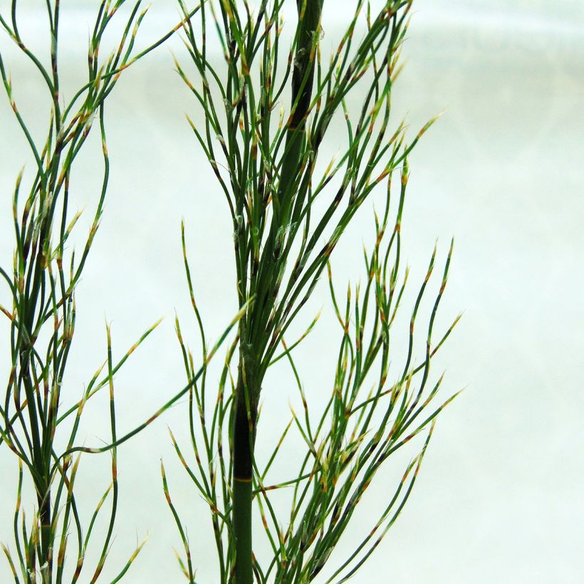 Elegia capensis (Follaje)