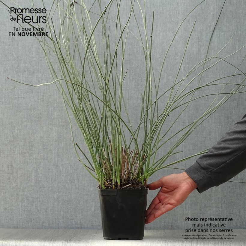 Ejemplar de Elegia elephantina Maceta 2L/3L entregado en otoño