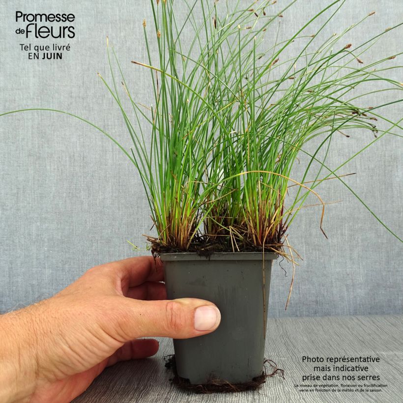 Ejemplar de Eleocharis palustris - Junco palustre Maceta de 8/9 cm entregado en verano