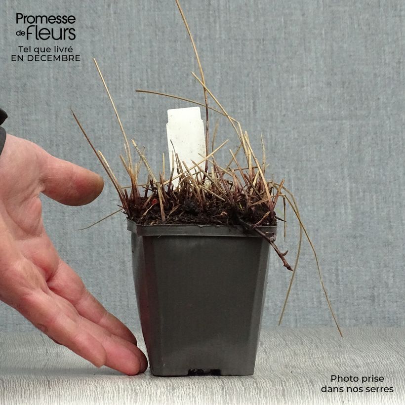 Eleocharis palustris - Junco palustre Maceta de 8/9 cm Ejemplar entregado en invierno