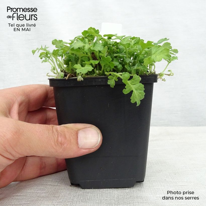 Ellisiophyllum pinnatum Maceta de 8/9 cm Ejemplar entregado en la primavera