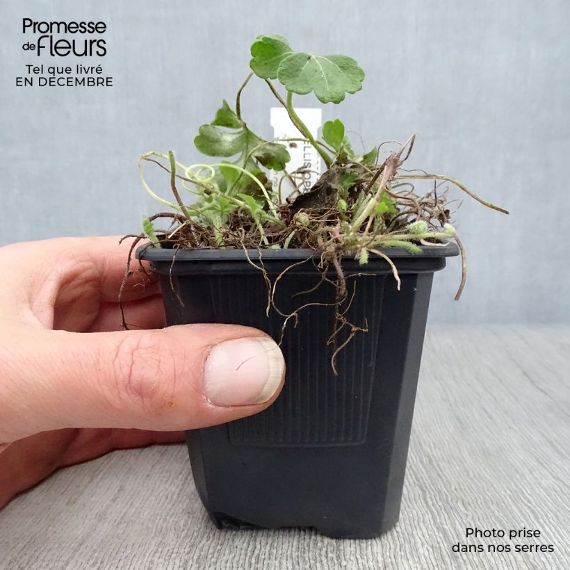 Ellisiophyllum pinnatum Maceta de 8/9 cm Ejemplar entregado en invierno