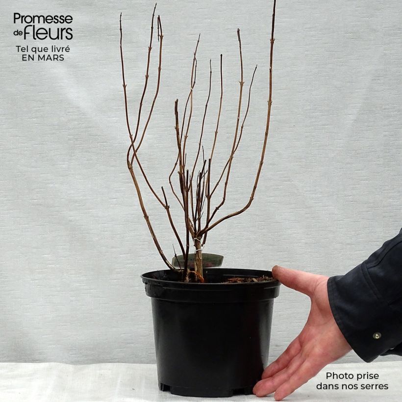 Elsholtzia stauntonii Maceta 2L/3L Ejemplar entregado en la primavera