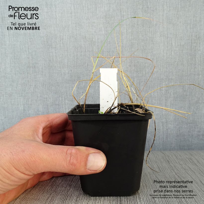 Ejemplar de Elymus magellanicus Maceta de 8/9 cm entregado en otoño