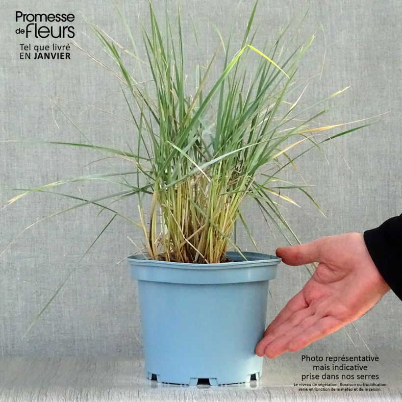 Elymus magellanicus Maceta 2L/3L Ejemplar entregado en invierno