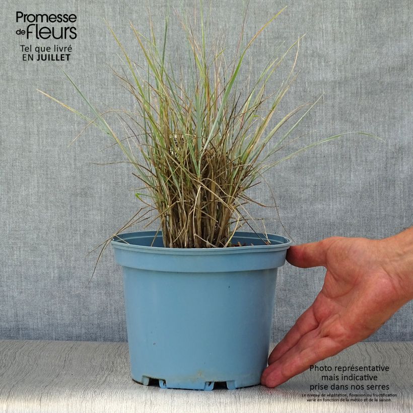Ejemplar de Elymus magellanicus Maceta 2L/3L entregado en verano