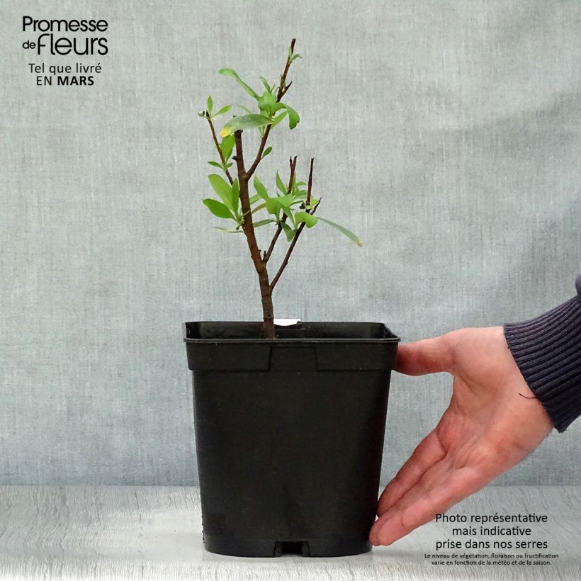 Embothrium coccineum - Notro de flores rojas Maceta 2L/3L Ejemplar entregado en la primavera