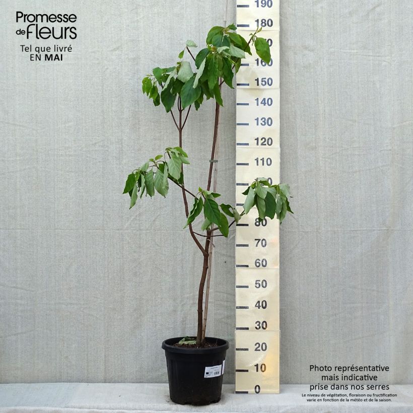 Emmenopterys henryi Maceta 12L/15L Ejemplar entregado en la primavera