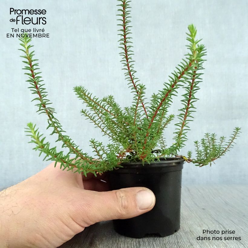 Ejemplar de Empetrum nigrum - Arándano negro Maceta de 10 cm/11 cm entregado en otoño