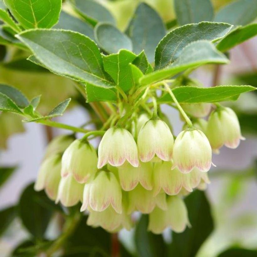 Enkianthus campanulatus Prettycoat (Floración)