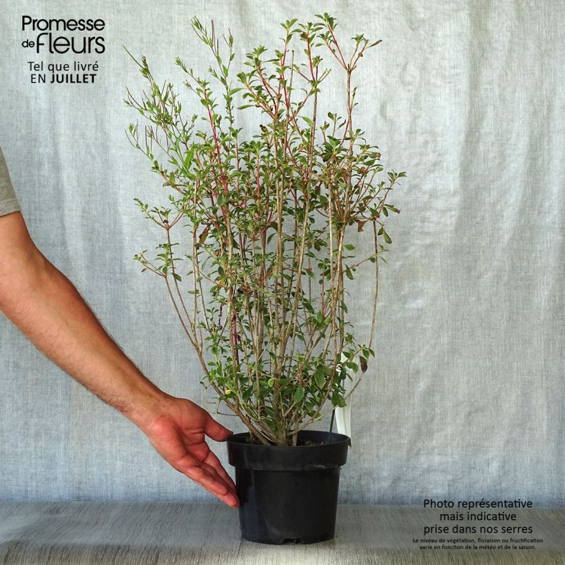 Ejemplar de Enkianthus campanulatus - Enquianto Maceta 2L/3L entregado en verano