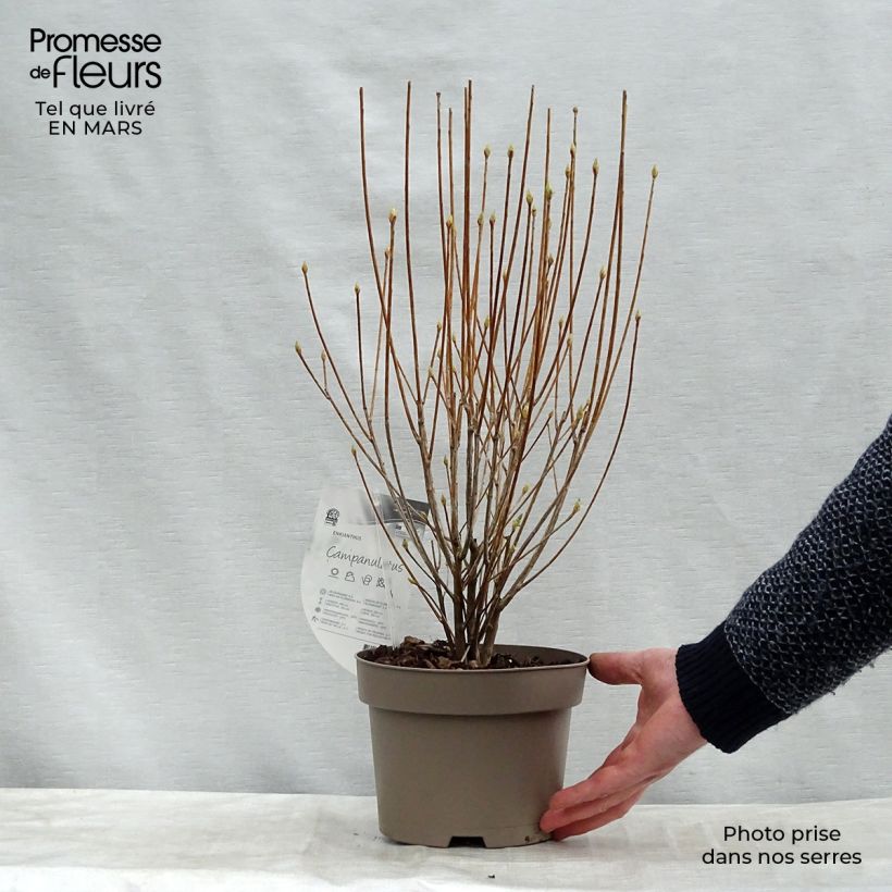 Enkianthus campanulatus - Enquianto Maceta 2L/3L Ejemplar entregado en la primavera