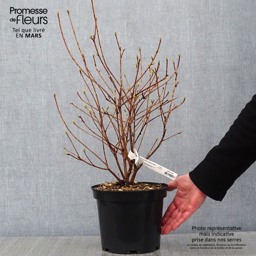 Enkianthus campanulatus Red Bells Maceta 2L/3L Ejemplar entregado en invierno