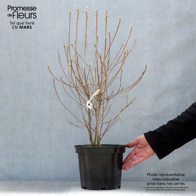 Enkianthus campanulatus Red Bells Maceta 2L/3L Ejemplar entregado en la primavera