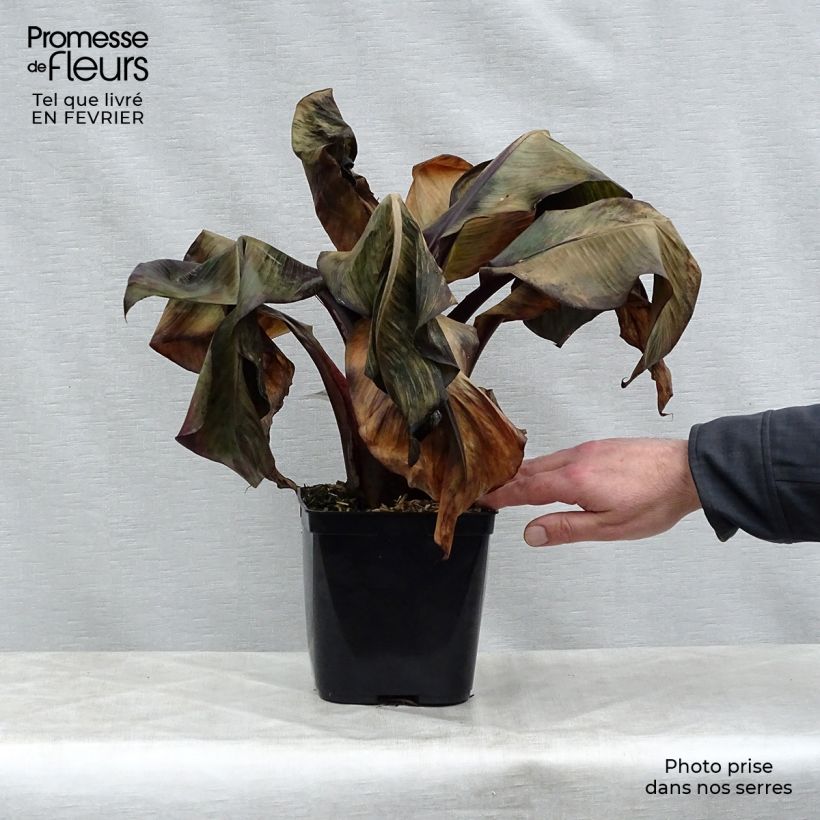 Ensete ventricosum Maurelii - Falso plátano Maceta 2L/3L Ejemplar entregado en invierno