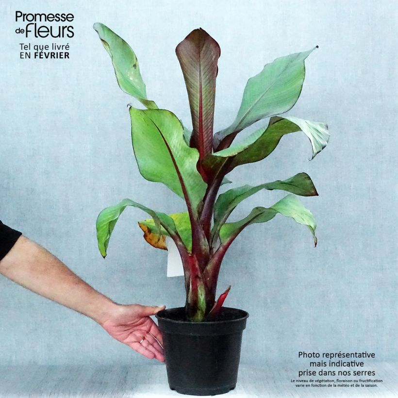 Ejemplar de Ensete ventricosum Maurelii - Falso plátano Maceta 4L/5L entregado en otoño