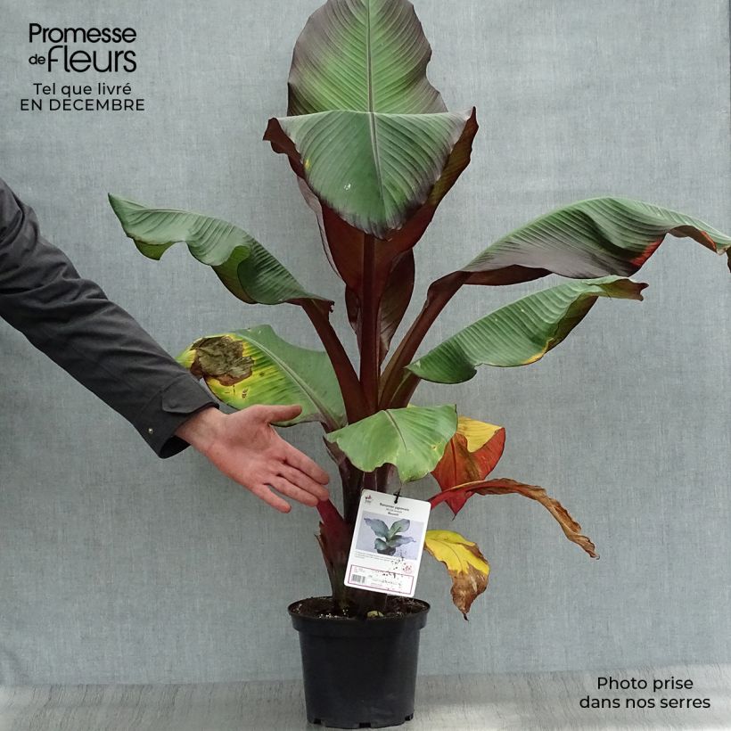 Ensete ventricosum Maurelii - Falso plátano Maceta 4L/5L Ejemplar entregado en invierno