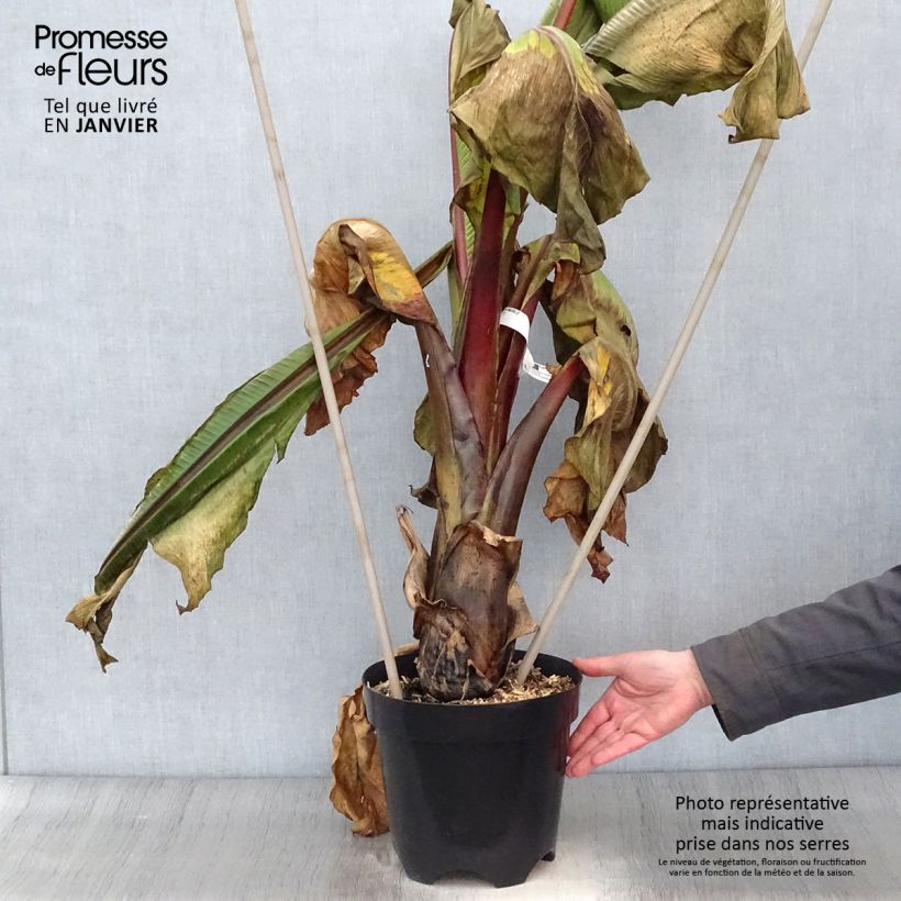 Ensete ventricosum Maurelii - Falso plátano Maceta 7,5L/10L Ejemplar entregado en invierno