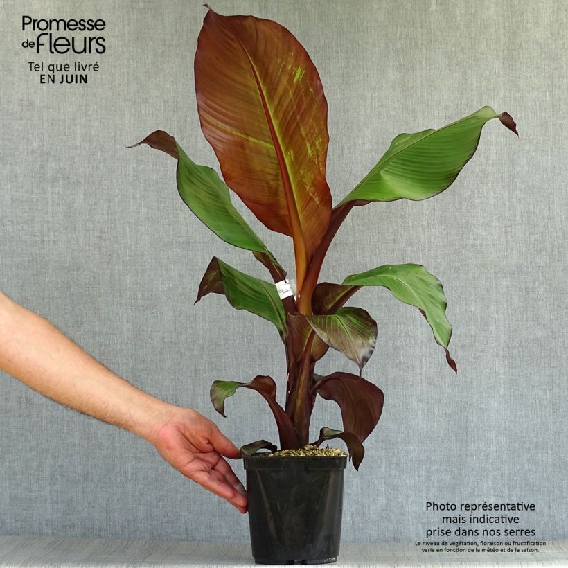 Ejemplar de Ensete ventricosum Maurelii - Falso plátano Maceta 2L/3L entregado en verano