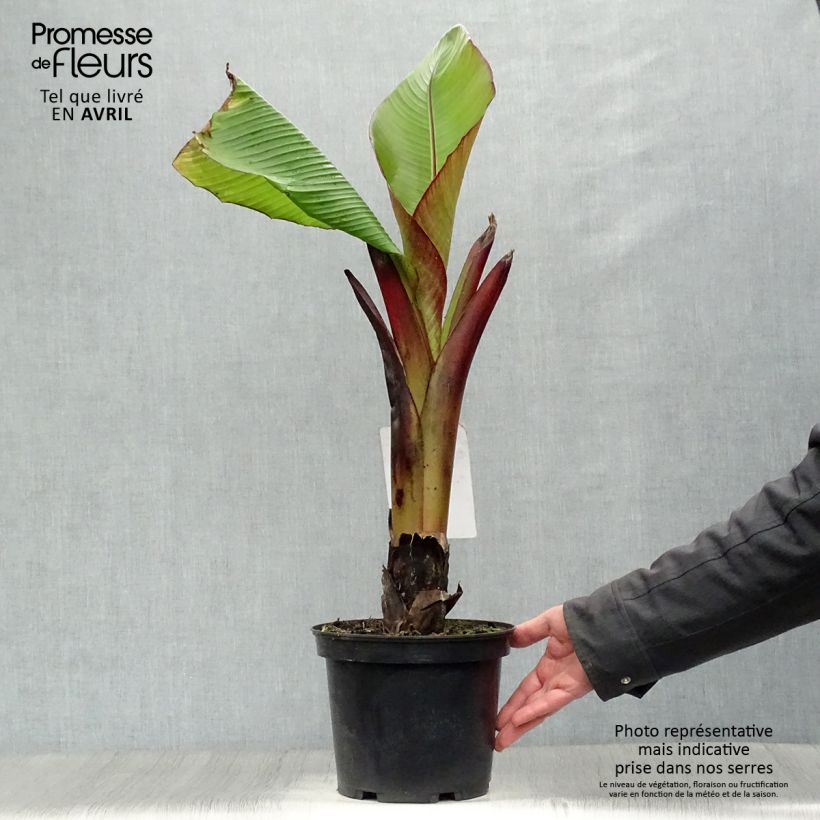 Ensete ventricosum Maurelii - Falso plátano Maceta 4L/5L Ejemplar entregado en la primavera