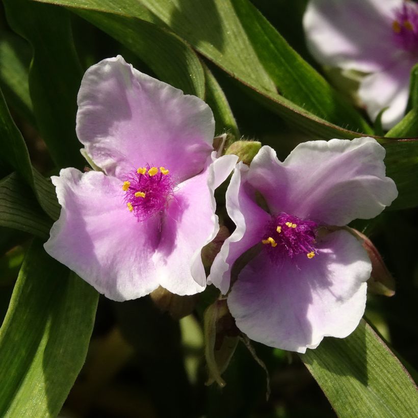 Tradescantia andersoniana Pink Chablis (Floración)