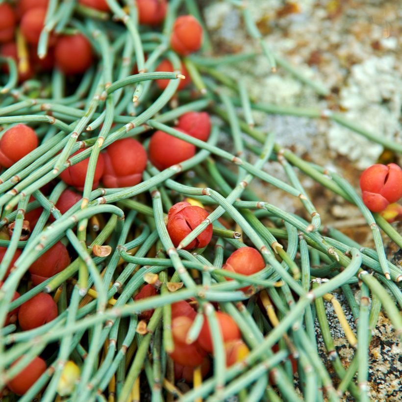 Ephedra minima (Follaje)