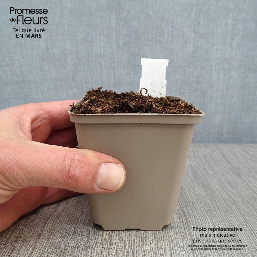 Tradescantia andersoniana Perrine's Pink Maceta de 8/9 cm Ejemplar entregado en invierno