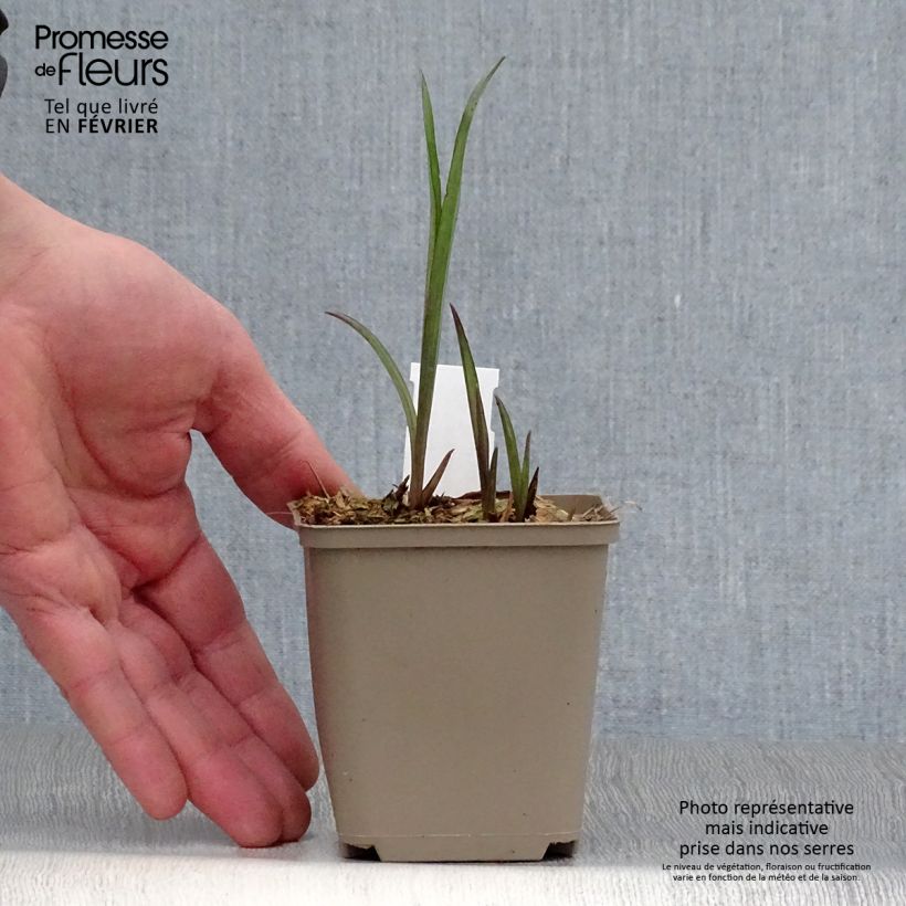 Tradescantia andersoniana Bilberry Ice Maceta de 8/9 cm Ejemplar entregado en invierno