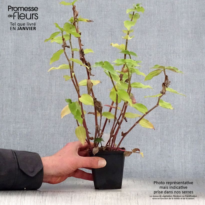 Tradescantia andersoniana Blushing Bride Maceta de 8/9 cm Ejemplar entregado en invierno