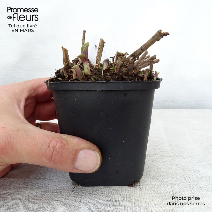 Tradescantia andersoniana Blushing Bride Maceta de 8/9 cm Ejemplar entregado en la primavera