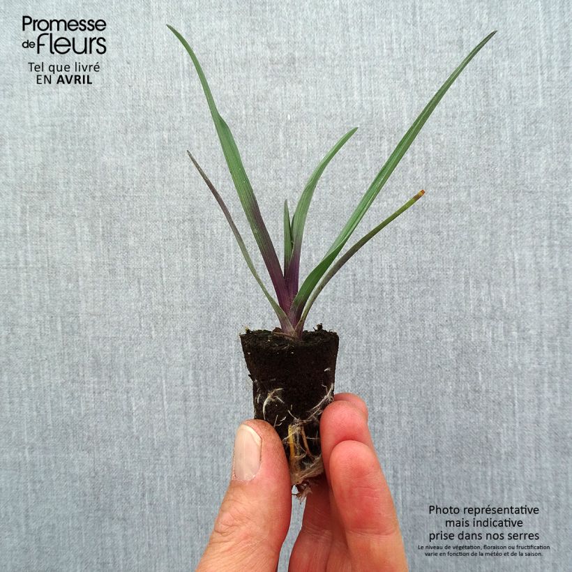 Tradescantia andersoniana JS Brainstorm minicepellón: Ø 1,5/2,5 cm Ejemplar entregado en la primavera