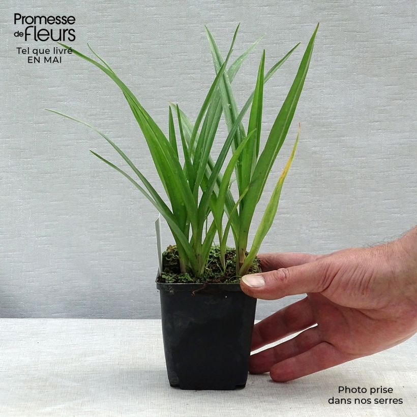 Tradescantia andersoniana JC Weguelin Maceta de 8/9 cm Ejemplar entregado en la primavera