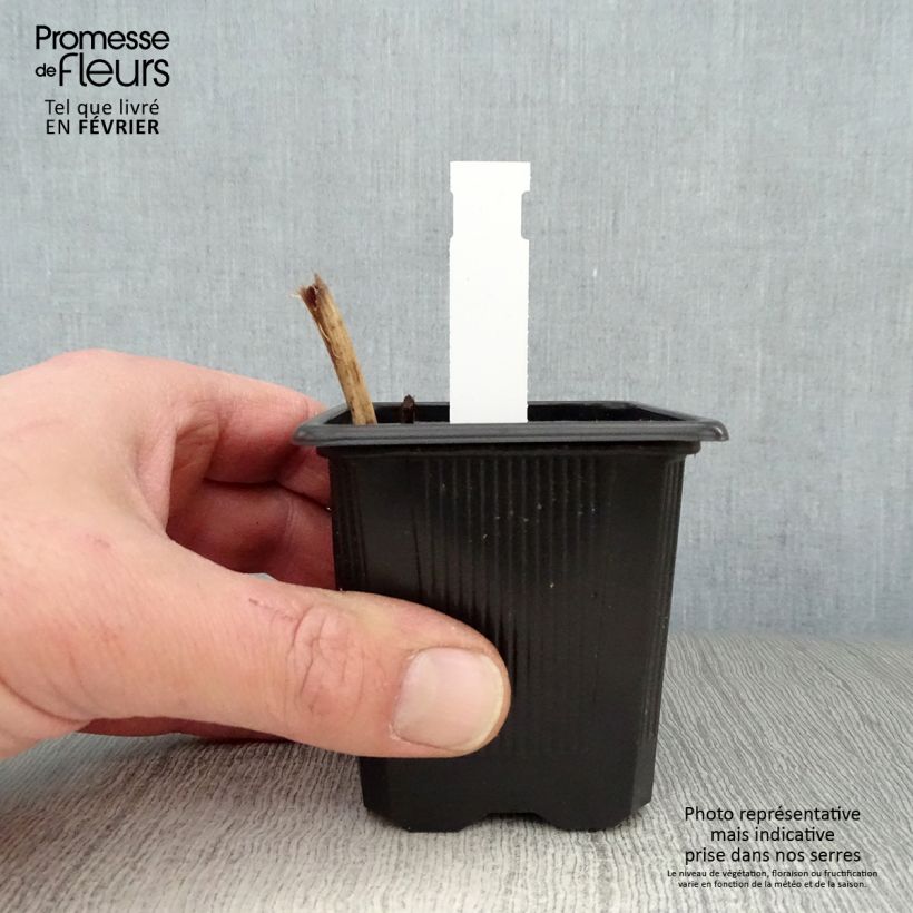 Tradescantia andersoniana Karminglut Maceta de 8/9 cm Ejemplar entregado en invierno