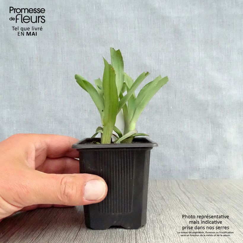 Tradescantia andersoniana Karminglut Maceta de 8/9 cm Ejemplar entregado en la primavera