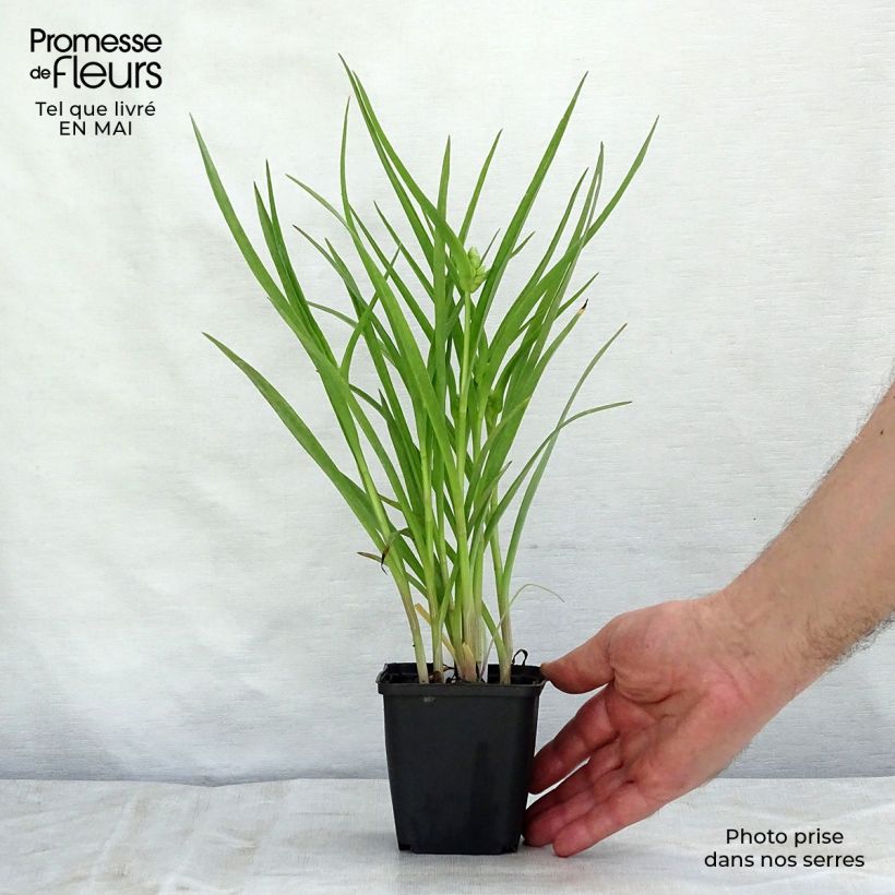 Tradescantia andersoniana Little Doll Maceta de 8/9 cm Ejemplar entregado en la primavera