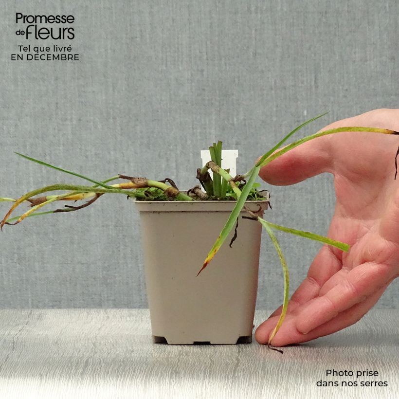 Tradescantia andersoniana Little Doll Maceta de 8/9 cm Ejemplar entregado en invierno