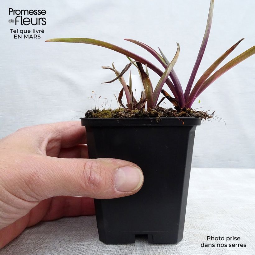 Tradescantia andersoniana Osprey Maceta de 8/9 cm Ejemplar entregado en invierno