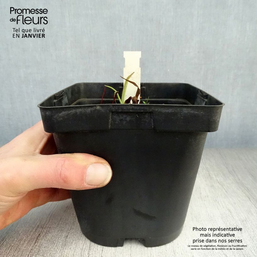 Tradescantia andersoniana Osprey Maceta 2L/3L Ejemplar entregado en invierno