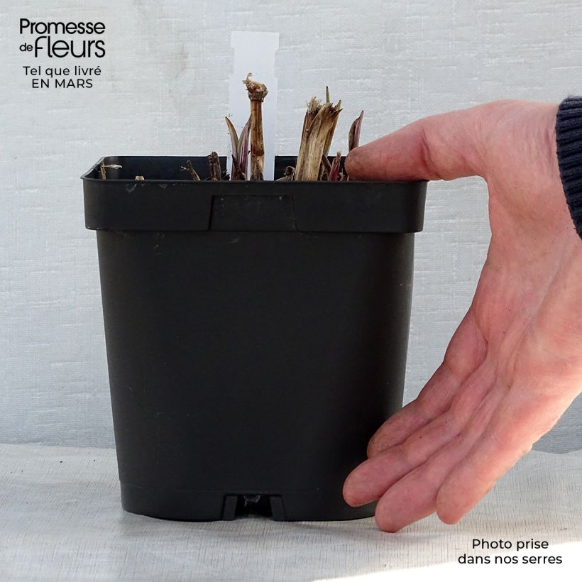 Tradescantia andersoniana Osprey Maceta 2L/3L Ejemplar entregado en la primavera