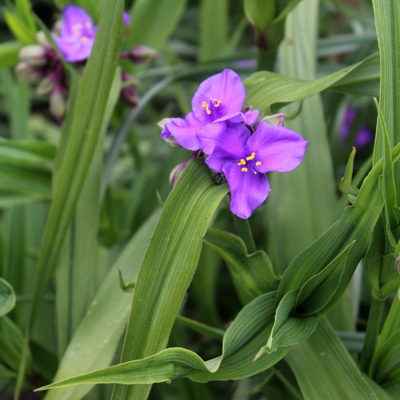 Tradescantia andersoniana Concord Grape (Follaje)