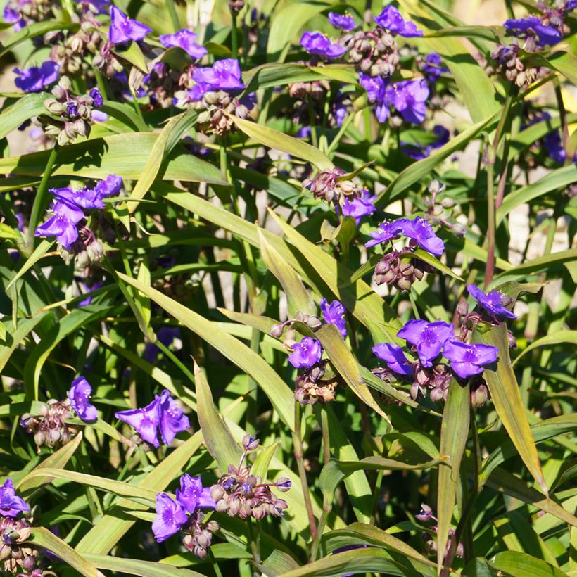 Tradescantia andersoniana Concord Grape (Porte)