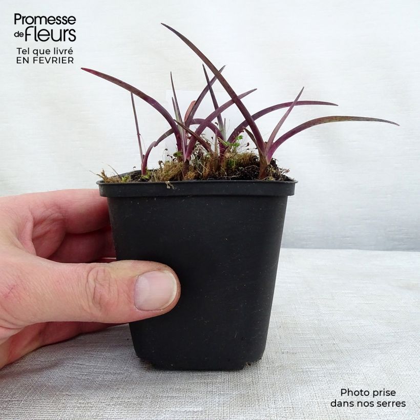 Tradescantia andersoniana Concord Grape Maceta de 8/9 cm Ejemplar entregado en invierno