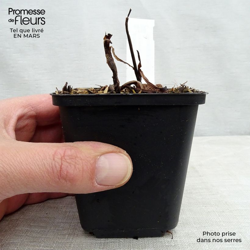 Tradescantia andersoniana Zwanenburg Blue Maceta de 8/9 cm Ejemplar entregado en la primavera