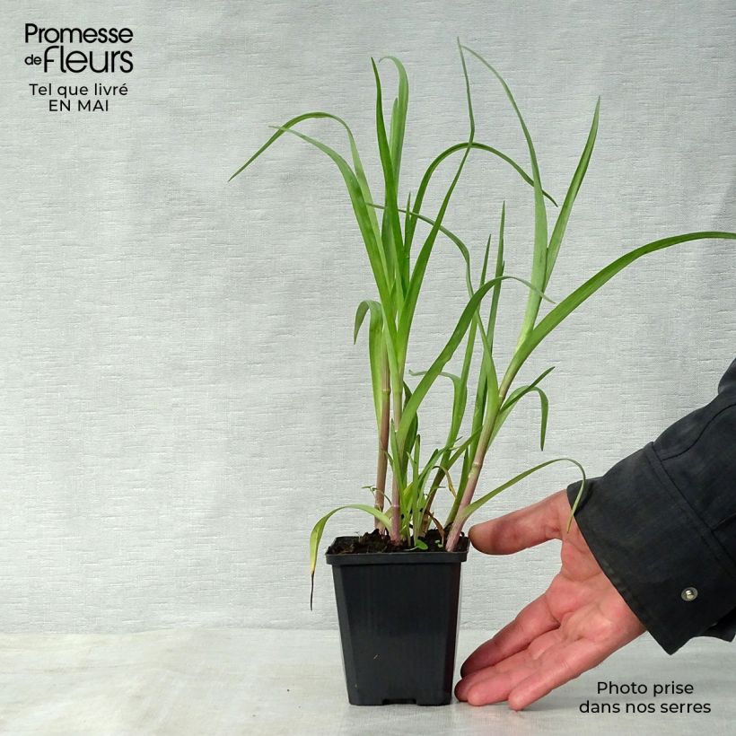 Tradescantia andersoniana Innocence Maceta de 8/9 cm Ejemplar entregado en la primavera