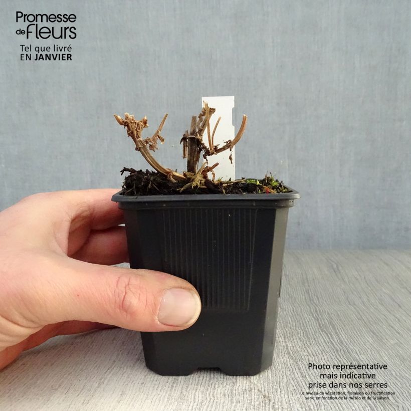 Stachys palustris Maceta de 8/9 cm Ejemplar entregado en invierno